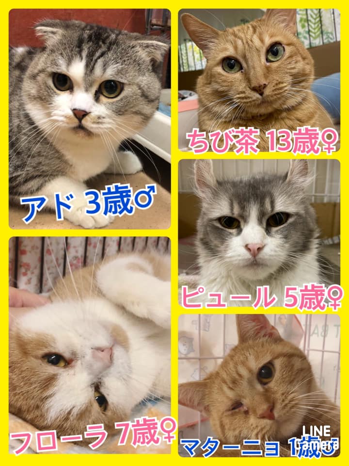 🐾今日の里親様募集中ニャンコ🐱メンバーです🐾2021,1,27